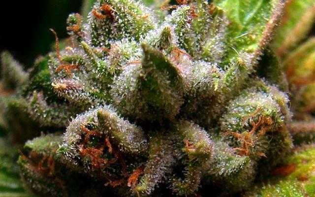 soma-five-tips-growing-marijuana