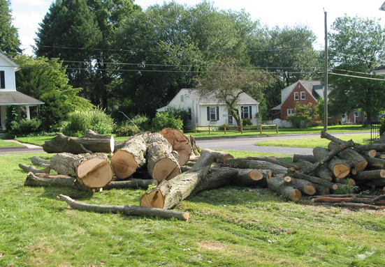 18_Johns-creek-tree-service-and-removal-companies